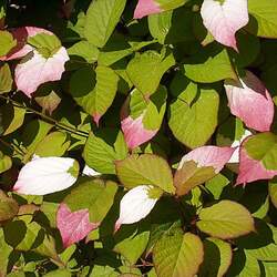 Actinidia kolomikta Kolomikta Actinidia, Variegated-Leaf Hardy Kiwi seed for sale 