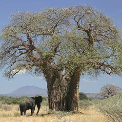 Adansonia digitata Baobab, Dead Rat Tree, Monkey-bread Tree, Cream of tartar tree seed for sale 