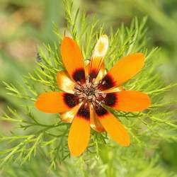 Adonis aestivalis Summer Pheasant's Eye seed for sale 