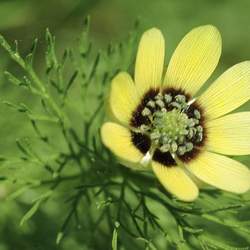 Adonis aestivalis Summer Pheasant's Eye seed for sale 