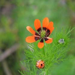 Adonis aestivalis Summer Pheasant's Eye seed for sale 