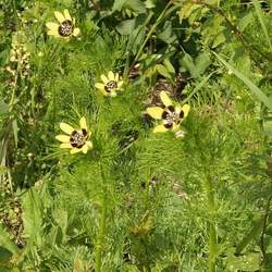 Adonis aestivalis Summer Pheasant's Eye seed for sale 