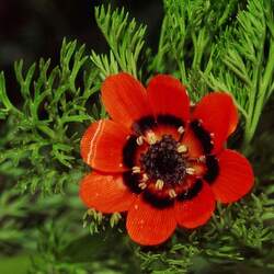 Adonis aestivalis Summer Pheasant's Eye seed for sale 