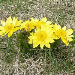 Adonis vernalis Spring Pheasant's Eye seed for sale 