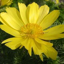 Adonis vernalis Spring Pheasant's Eye seed for sale 