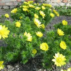 Adonis vernalis Spring Pheasant's Eye seed for sale 