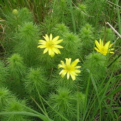 Adonis vernalis Spring Pheasant's Eye seed for sale 