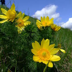 Adonis vernalis Spring Pheasant's Eye seed for sale 