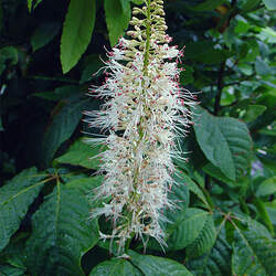 Aesculus parviflora Bottlebrush Buckeye seed for sale 