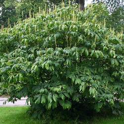 Aesculus parviflora Bottlebrush Buckeye seed for sale 