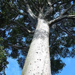 Agathis robusta Queensland Kauri seed for sale 