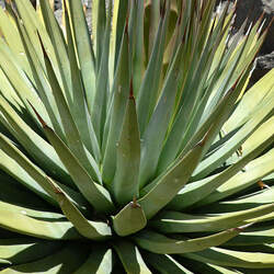 Agave utahensis Utah Agave seed for sale 