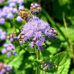 Ageratum houstonianum   Blue Mink Flossflower, Garden Ageratum seed for sale 