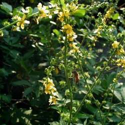 Agrimonia eupatoria Churchsteeples, Agrimony, Common Agrimony, Church Steeples, Sticklewort, Cockeburr, Stickwort seed for sale 