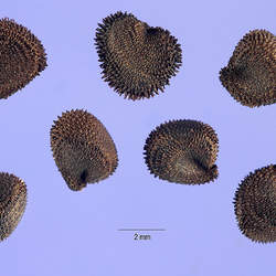 Agrostemma githago Common Corncockle seed for sale 