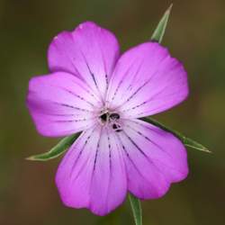 Agrostemma githago Common Corncockle seed for sale 