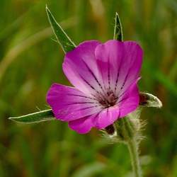 Agrostemma githago Common Corncockle seed for sale 