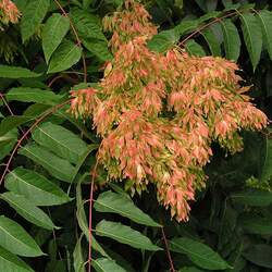 Ailanthus altissima     clean seed Tree Of Heaven seed for sale 