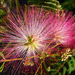 Albizia julibrissin   E.H. Wilson E.H. Wilson Silk-tree seed for sale 