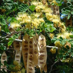 Albizia lebbeck Woman's Tongue, Koko, Woman's-tongue Tree, Mother-in-law's Tongue Tree, Lebbeck, Lebbek Tree, Flea Tree, Frywood seed for sale 