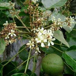 Aleurites moluccana Indian Walnut, Candlenut Tree, Kukui seed for sale 