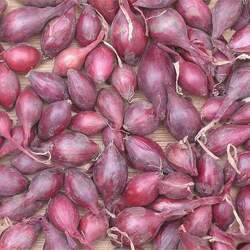 Allium cepa   Red Creole Red Creole Edible Onion seed for sale 