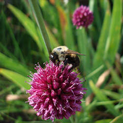 Allium cepa   Red Creole Red Creole Edible Onion seed for sale 