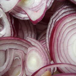 Allium cepa   Red Creole Red Creole Edible Onion seed for sale 