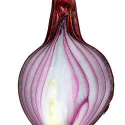 Allium cepa   Red Creole Red Creole Edible Onion seed for sale 