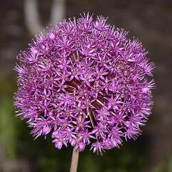 Allium christophii Star Of Persia seed for sale 