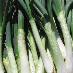 Allium fistulosum   White Spear Bunches Welsh Onion, Japanese Bunching Onion, Spring Onion, Scallion, White Spear Bunches Onion seed for sale 