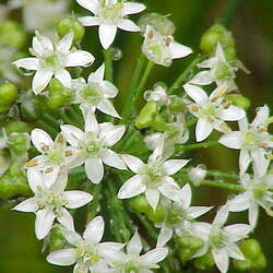 Allium tuberosum Chinese Chives, Garlic Chives, Chinese Leeks, Flat Chives seed for sale 