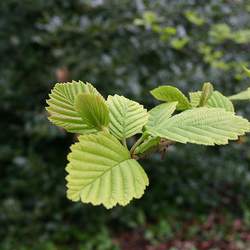 Alnus hirsuta Manchurian Alder seed for sale 