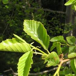 Alnus rhombifolia White Alder, Sierra Alder seed for sale 