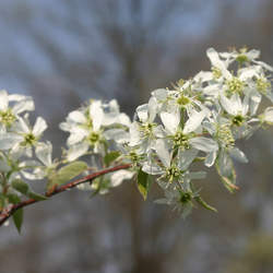 Amelanchier arborea     dried berries Common Serviceberry, Downy Serviceberry seed for sale 