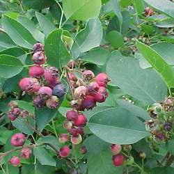 Amelanchier stolonifera Running Serviceberry seed for sale 