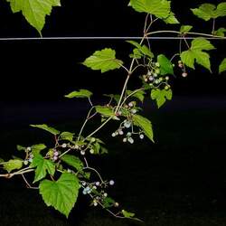 Ampelopsis brevipedunculata Amur Peppervine, Porcelain Berry seed for sale 