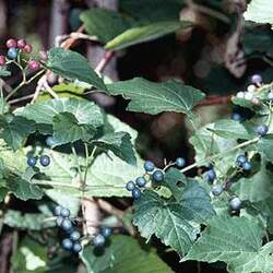 Ampelopsis brevipedunculata Amur Peppervine, Porcelain Berry seed for sale 