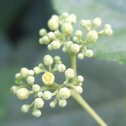 Ampelopsis brevipedunculata Amur Peppervine, Porcelain Berry seed for sale 