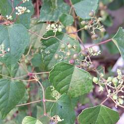 Ampelopsis brevipedunculata Amur Peppervine, Porcelain Berry seed for sale 