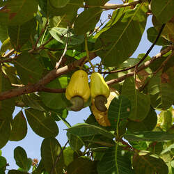 Anacardium occidentale Cashew seed for sale 