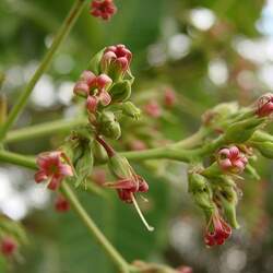 Anacardium occidentale Cashew seed for sale 