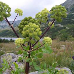 Angelica archangelica Norwegian Angelica, Angelica, Archangel, Wild Parship seed for sale 