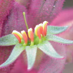 Anigozanthos flavidus - red flower Tall Kangaroo paw seed for sale 