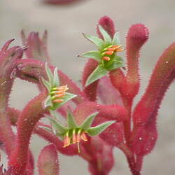 Anigozanthos flavidus - red flower Tall Kangaroo paw seed for sale 