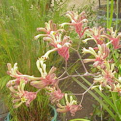 Anigozanthos flavidus - green flower Tall Kangaroo paw seed for sale 