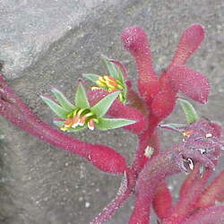 Anigozanthos flavidus - red flower Tall Kangaroo paw seed for sale 