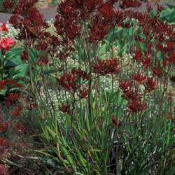 Anigozanthos flavidus - red flower Tall Kangaroo paw seed for sale 