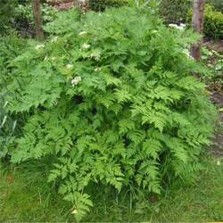 Anthriscus cerefolium Garden Chervil, Chervil, Gourmet's Parsley seed for sale 