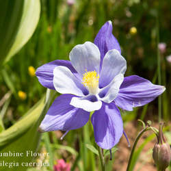 Aquilegia caerulea Colorado Blue Columbine, Colorado Columbine, Rocky Mountain Columbine seed for sale 